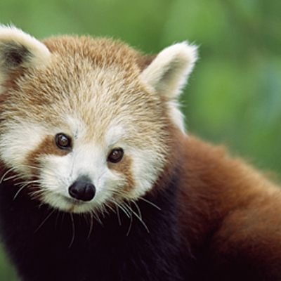 Timeline: The Red Panda