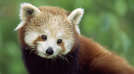 Timeline: The Red Panda