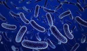 Koleraren aurkako txertoa