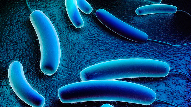 Koleraren aurkak txertoa