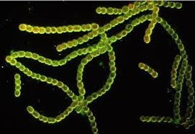 Primeros microfósiles de células procariotas (cianobacterias) constructoras de estromatolitos