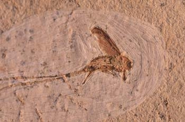 Primeros insectos, los pioneros en la colonización del medio terrestre