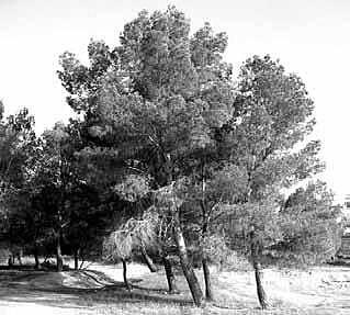 Crema de boscos per impedir el refugi de bandolers