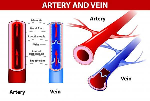 Greeks distinguished between arteries and veins