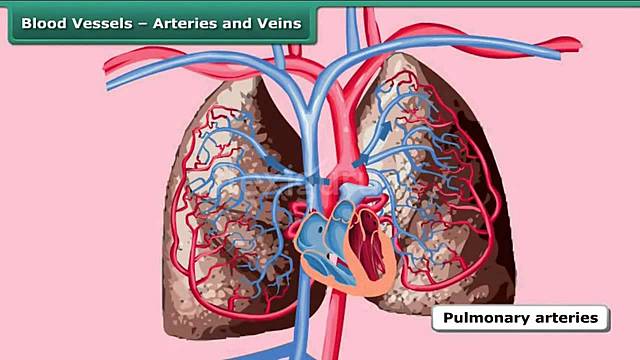 Greeks distinguished between arteries and veins