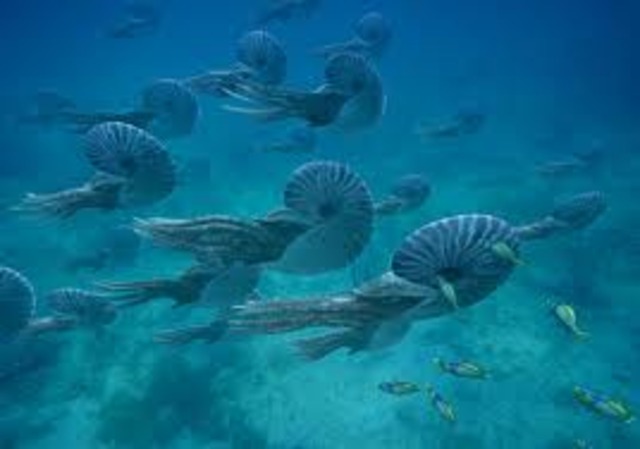 Invertebrate Species