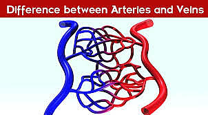 Arteries and Veins