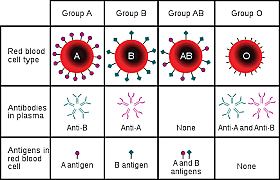 Blood Types
