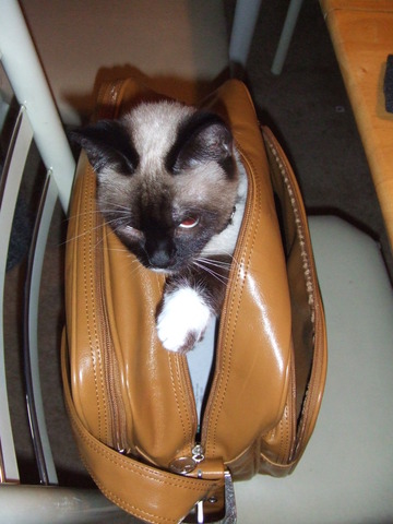 Our cat miumiu joined our family