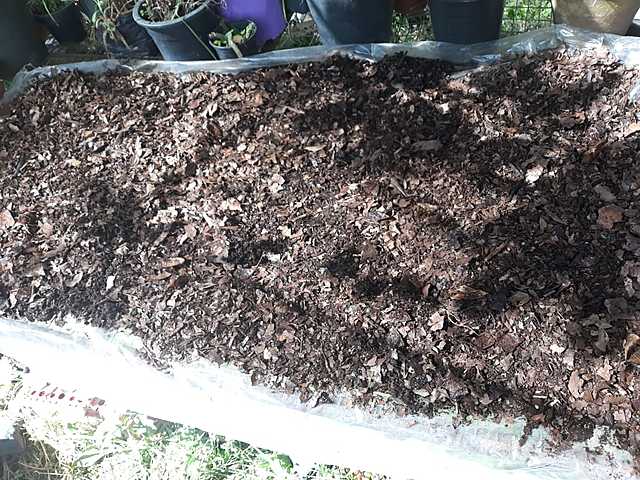 preparación de tierra y siembra de los esquejes