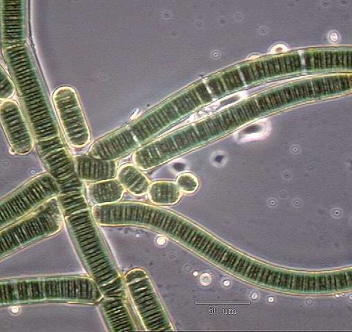 (3.5 BYA) - Colonization of Lynbgya