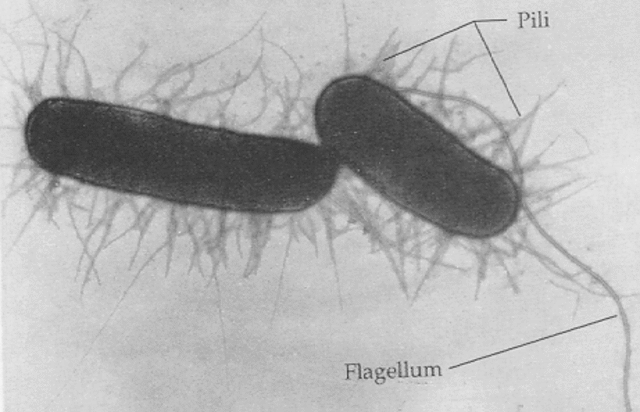Formation of Eukaryotes