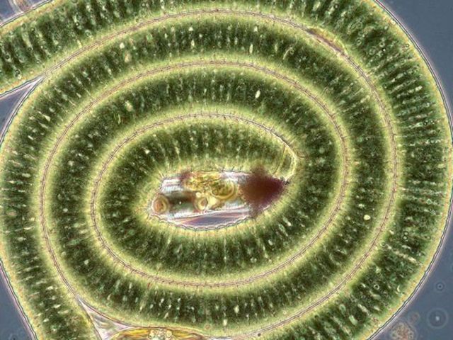 3.5 BYA (cyanobacteria)