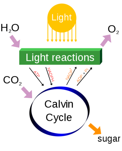 (3 BYA) Life Forms Becoming Photosynthetic