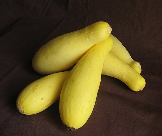 First plant cultivation