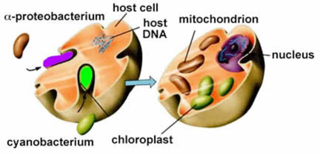 (2-1.5 BYA) Endosymbiosis Began