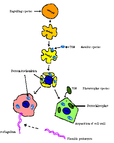 Lynn Margulis (1970)