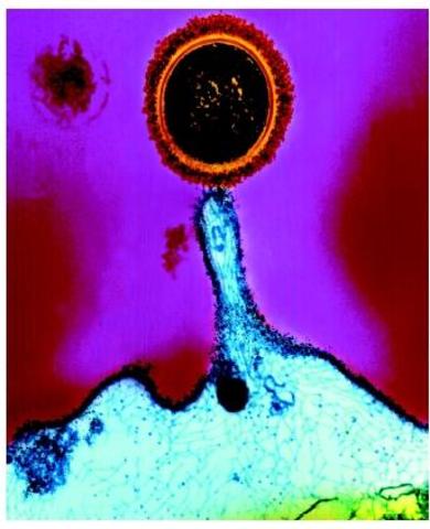 (3.5 BYA) The First births