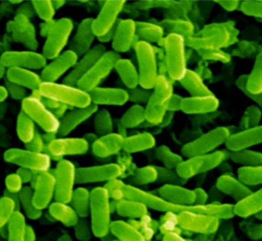 Archaea Lives (4 BYA)