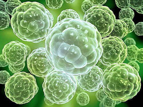 Mitmerakuliste organismide teke