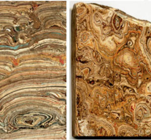 Fossils of Stromatolites (3.5 BYA)