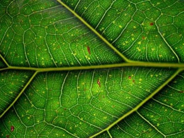 Photosynthetic Organisms (3 BYA)