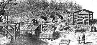 First successful indigo crop