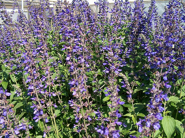 Indigo growing in South Carolina