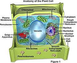 Schleiden discovered that all plants are made of cells