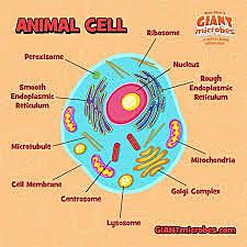 Schwann discovered that all animals are made of cell