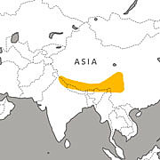 Red Panda Discovered