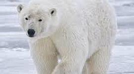 Timeline: Polar Bear, Emma Klebenow and Summer Logan