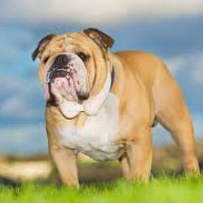 Timeline: razas de perros