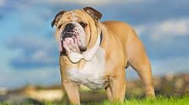 Timeline: razas de perros