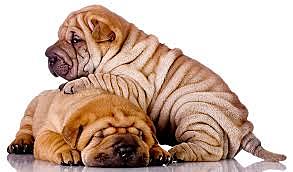 Perro Raza Pug Chino