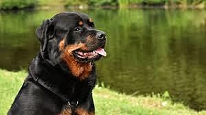 Perro de Raza Rottweiler