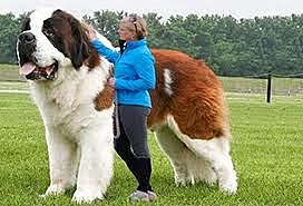 Perro de Raza San Bernardo