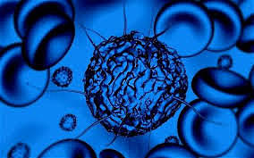 Embryonic Stem Cells