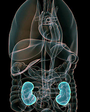 Wearable Aritficial Kidney