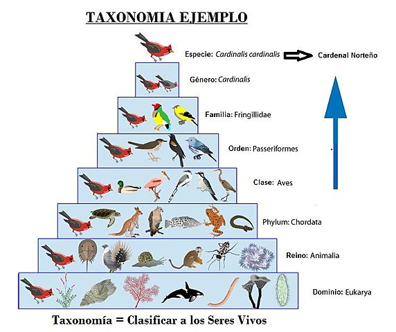 ¿Que es la taxonomía?
