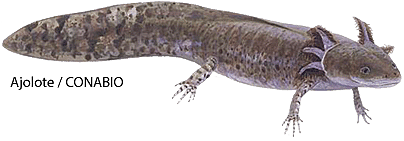 Mexicas(edad media A.C)