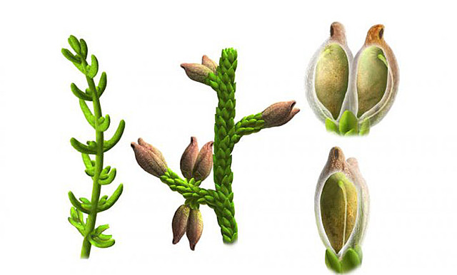 Primeras plantas con flores(angiospermas):