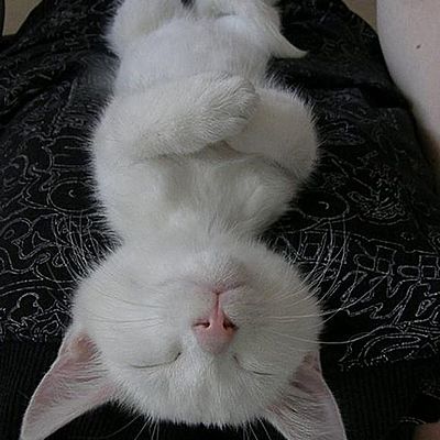 Timeline: Desarrollo embrionario *inserte especie*