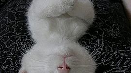 Timeline: Desarrollo embrionario *inserte especie*