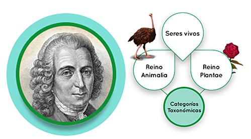 Carl Von Linneo