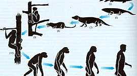 Timeline: EVOLUCIÓN