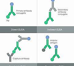 ELISA test