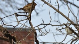 Timeline: Testing the Timeline