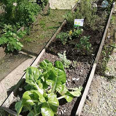 Timeline: HUERTA COMPOSTERA COCO