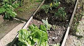 Timeline: HUERTA COMPOSTERA COCO